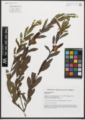 Foto von Salix purpurea L.